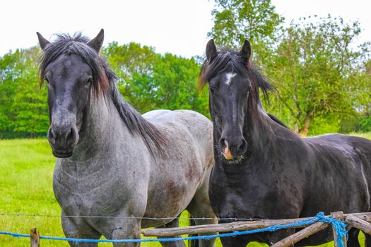 Majestic horses north German agricultural field nature landscape panorama Germany.