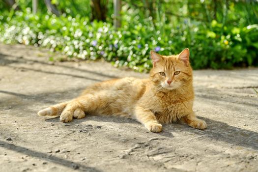 Large adult red shorthair cat lying resting outdoor, rustic view