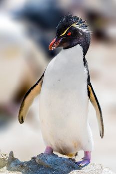 Rockhopper Penguin basking in the mid afternoon sun
