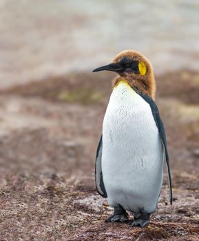 King Penguin juvenile basking in the sun