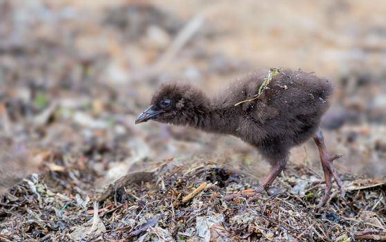Weka chick foraging for food on its own