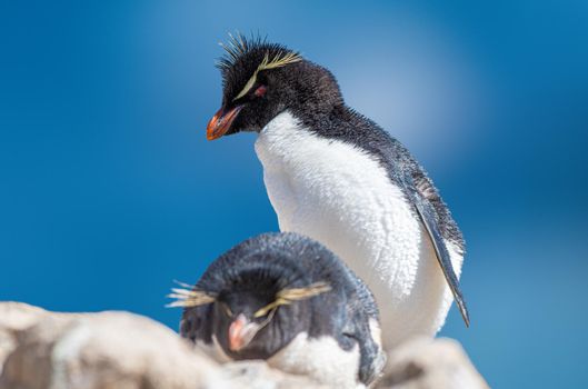 Rockhopper Penguin pair basking in the sun