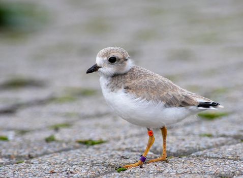 An endangered Piping Plover chick on the shores of lake Huron