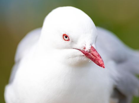 Red Billed Gull sitting on eggs in New Zealand