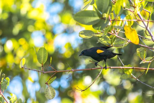 Yellow Shouldered Blackbird, an endangered bird from Puerto Rico
