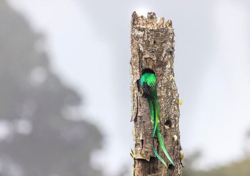 A beautiful male Resplendent quetzal in the nest