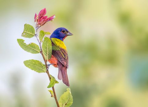 Painted Bunting hanging off a plant in Dallas