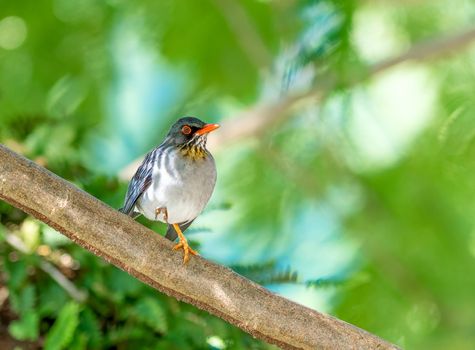 Red Legged Thrush perched on a branch