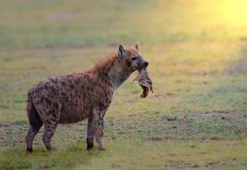 Spotted hyena running around with a piece of skin at sunset