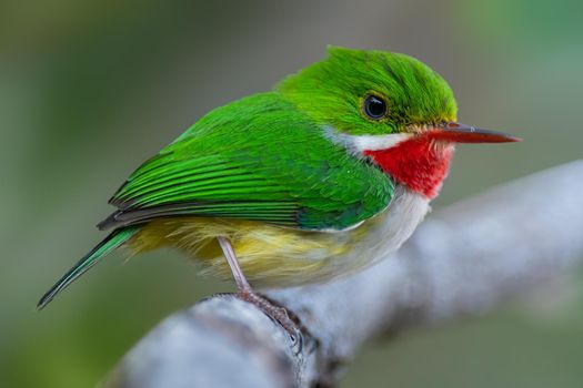 Puerto Rican Tody endemic to Puerto Rico