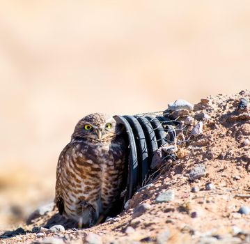 Burrowing Owl near a makeshift burrow in the desert