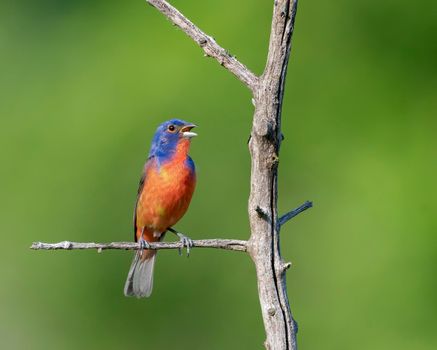 Painted Bunting perched on a dead tree