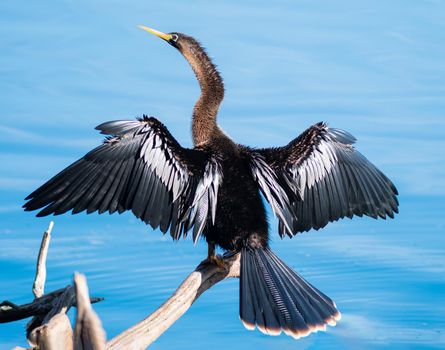 Anhinga spreading its wings and sun bathing in Florida