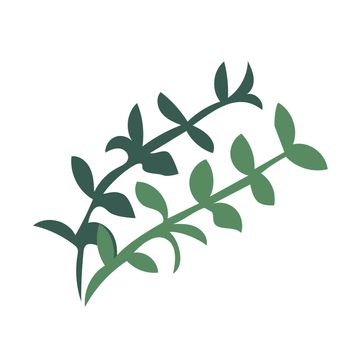 Thyme herb sprigs. Simple icon isolated on white background. Vector
