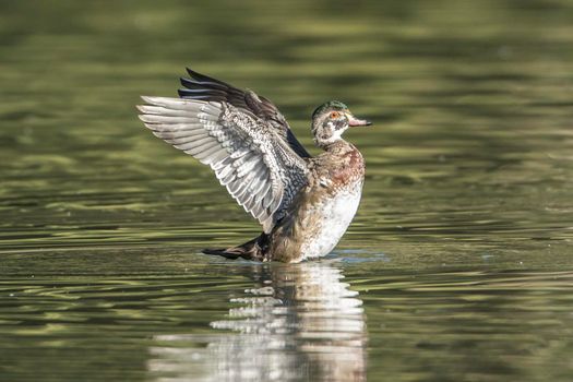 Juvenile wood duck flaps its wings.