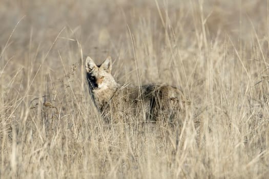 Alert coyote in the tall grass.