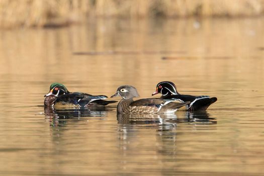 Two male and one female wood duck in a pond.