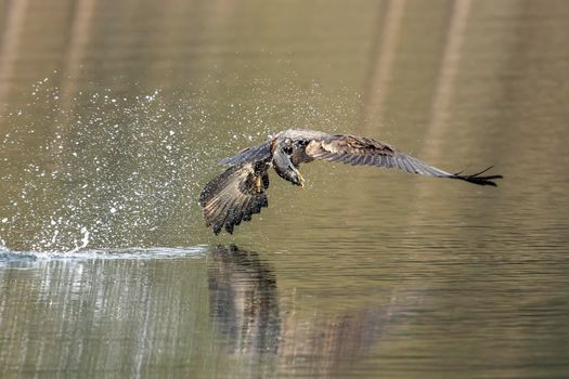 Juvenile eagle catches fish.