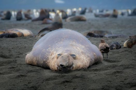 Big elephant seal laying on the beach in South Georgia and South Sandwich Islands