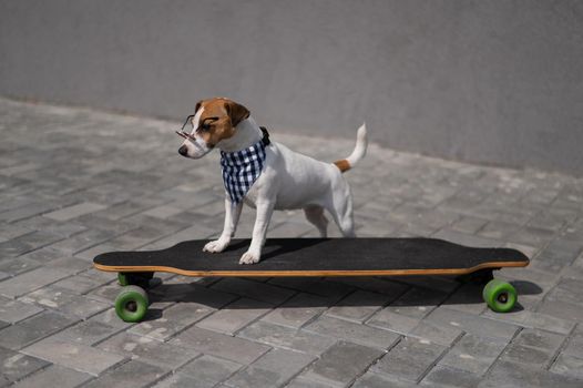 Jack Russell Terrier dog dressed in sunglasses and a checkered bandana rides a longboard.
