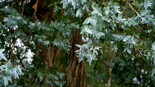 Eucalyptus leaves. Branch of eucalyptus tree. selectie focus