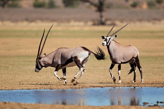 Gemsbok antelopes at a waterhole