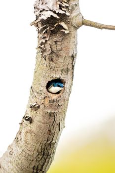 Tree Swallow in a tree cavity in Michigan