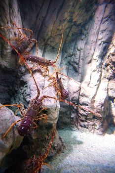 Common spiny lobster (Palinurus elephas) crustaceans underwater on a magenta rock.