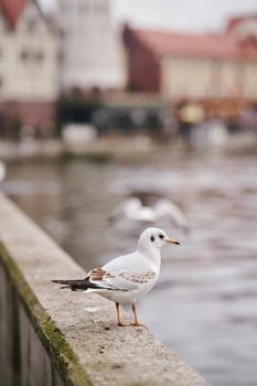 Ivory seagull sitting on the railing of the bridge.