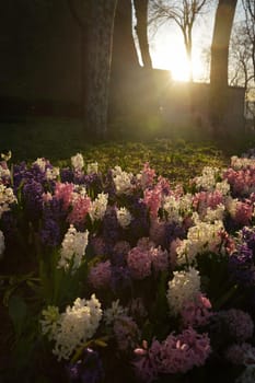 Hyacinths in a park during Sunset