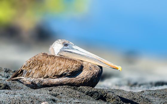 Galapagos Brown Pelican basking in the sun