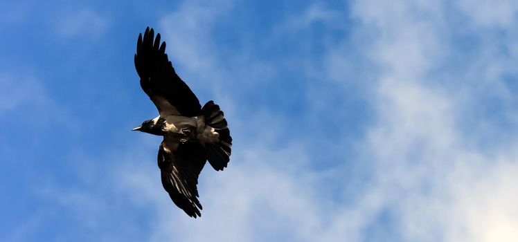 Hooded Crow Flying in the Sky with Wings Spread