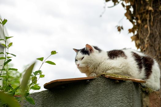Sleepy cat sits on a fence in the countryside