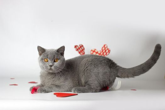 British Shorthair cat portrait on a white background. Valentines day card
