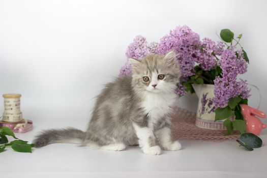 Cute pets. Little kitten breed of scottish highland stright cat on a white background with lilac elements