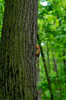 Squirrel nature bushy animal cute red tail wildlife vertebrate rodent, for sciurus vulgaris for wild and white aware, nobody cut. One alert summer, portrait