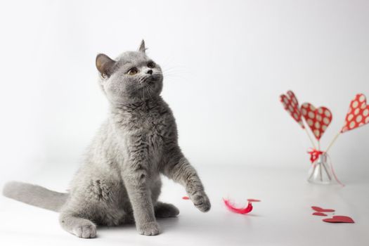 British Shorthair cat portrait on a white background. Valentines day card