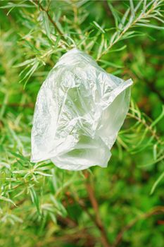 Plastic bag hanging on green fir tree branch