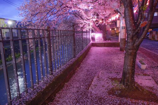 Ookawa Promenade Night Sakura