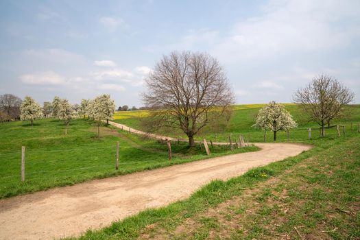 Meadow orchard with blossoming trees, Bergisches Land, Germany