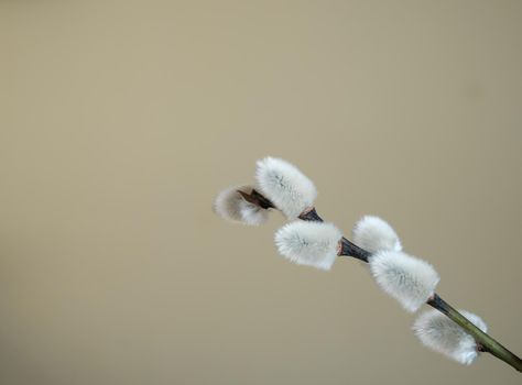 Willow Twig With Copy Space
