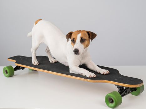 Dog jack russell terrier posing on a longboard in front of a white background.