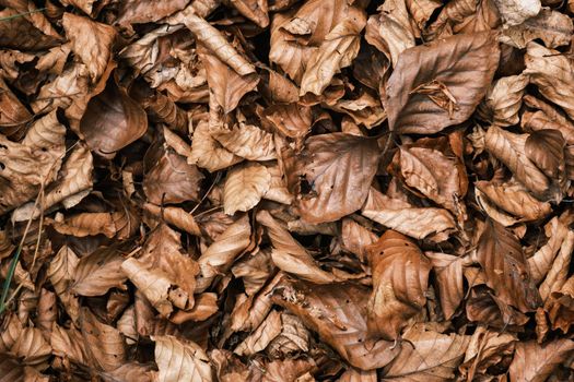 Background Texture Of Fall Leaves