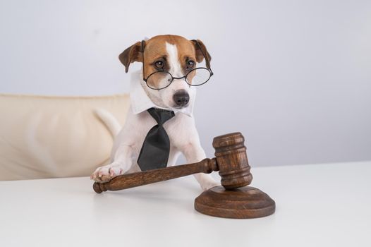 A jack russell terrier dog in a tie sits behind on a chair with a judge's gavel on the table.