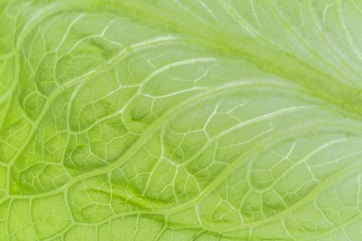 Fresh Lettuce one leaf close-up