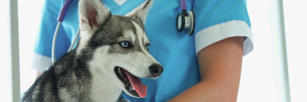 Female veterinarian with puppy husky on vet appointment in clinic