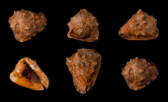 Large seashell on black background, isolated, shot from six angles close-up