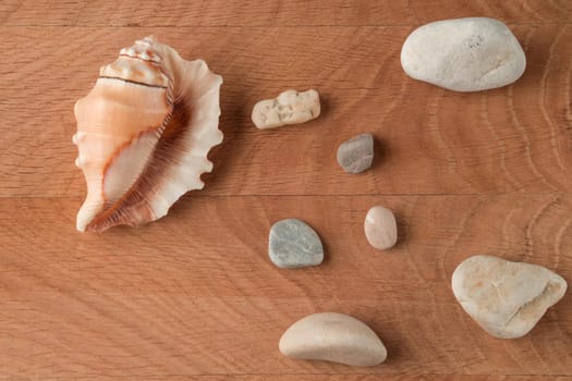 Smooth stones of various sizes and shells are scattered on the wood board