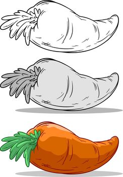 Cartoon orange big carrot vector set