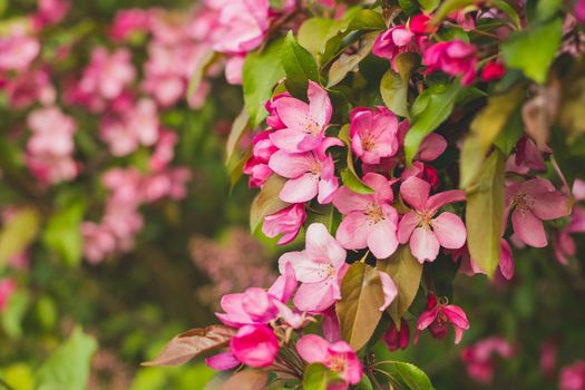Branch with many vivid decorative red crab apple flowers and blooms in a tree in full bloom in a garden in a sunny spring day, beautiful outdoor floral background photographed with soft focus